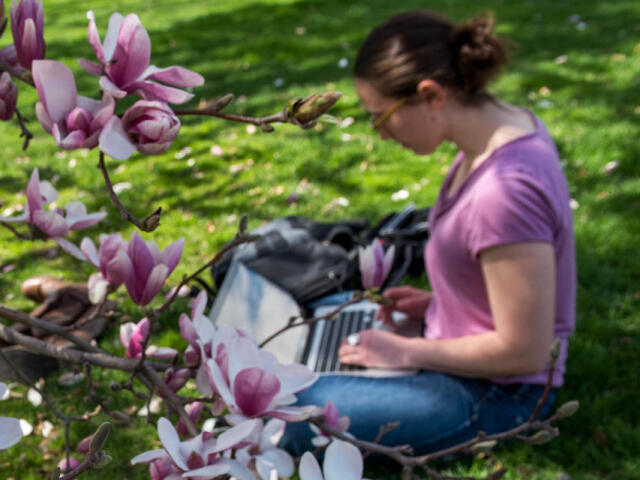 Student sitting in the oval near a newly blossomed tree.